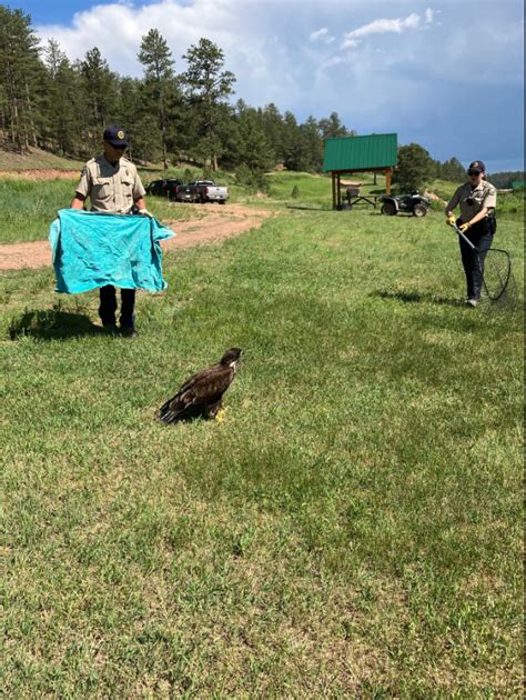 Colorado Parks and Wildlife rescues bald eagle on 4th of July